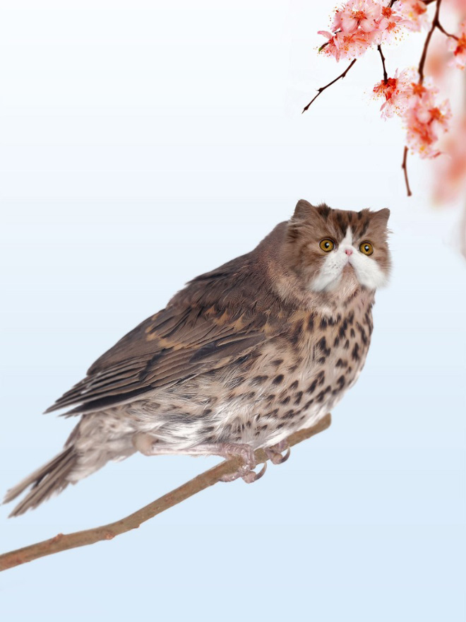 Editan Persilangan Kucing dan Burung yang bikin geleng-geleng kepala